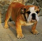 English Bulldog