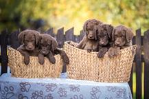 Chesapeake bay retriver whit FCI pedigre - Chesapeake Bay Retriever (263)