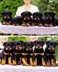 A boy and a girl rottweiler, with unique LKF (FCI) pedigree, from highly-titled parents are available. - Rottweiler (147) A boy and a girl rottweiler, with unique LKF (FCI) pedigree, from highly-titled parents are available. - Rottweiler (147)