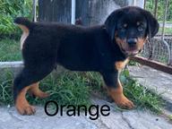 Rottweiler Puppies - Rottweiler (147) Rottweiler Puppies - Rottweiler (147)