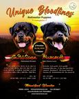 A boy and a girl rottweiler, with unique LKF (FCI) pedigree, from highly-titled parents are available. - Rottweiler (147) A boy and a girl rottweiler, with unique LKF (FCI) pedigree, from highly-titled parents are available. - Rottweiler (147)