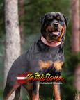 A boy and a girl rottweiler, with unique LKF (FCI) pedigree, from highly-titled parents are available. - Rottweiler (147) A boy and a girl rottweiler, with unique LKF (FCI) pedigree, from highly-titled parents are available. - Rottweiler (147)