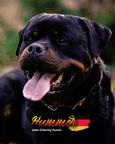 A boy and a girl rottweiler, with unique LKF (FCI) pedigree, from highly-titled parents are available. - Rottweiler (147) A boy and a girl rottweiler, with unique LKF (FCI) pedigree, from highly-titled parents are available. - Rottweiler (147)