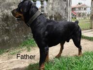 Rottweiler Puppies - Rottweiler (147) Rottweiler Puppies - Rottweiler (147)