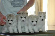 Puppies of Siberian Husky from Champions. - Siberian Husky (270)