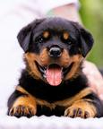 A boy and a girl rottweiler, with unique LKF (FCI) pedigree, from highly-titled parents are available. - Rottweiler (147) A boy and a girl rottweiler, with unique LKF (FCI) pedigree, from highly-titled parents are available. - Rottweiler (147)