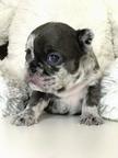 French bulldog puppies - French Bulldog (101)