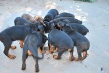 Big Central asian shepherd dog - Central Asian Shepherd Dog (335) Big Central asian shepherd dog - Central Asian Shepherd Dog (335)