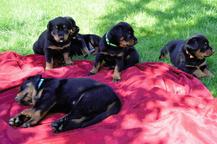 Puppies - Beauceron - Beauceron (044)