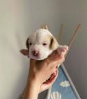 Beagle puppies for sale - Beagle (161)
