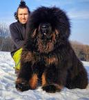 Tibetan mastiff  - Tibetan Mastiff (230)