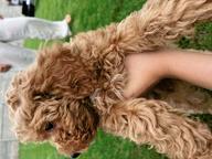 Poodle toy female - Poodle (172)