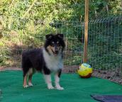 Beautiful rough collie puppy male - Collie Rough (156)