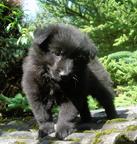 Giant German Spitz Black ( grossspitz schwarz ) puppies for Sale