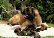 Leonberger puppies - Leonberger (145)