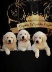 Golden Retriever - Golden Retriever (111)