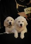 Golden Retriever - Golden Retriever (111)