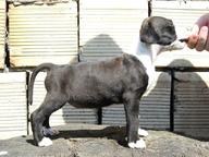 american staffordshire terrier - American Staffordshire Terrier (286)