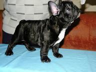 fr.bulldog pupppies  - French Bulldog (101)