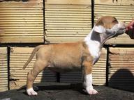 american staffordshire terrier - American Staffordshire Terrier (286)