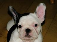 fr.bulldog pupppies  - French Bulldog (101)