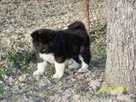 For sale American Akitas - Akita (255)