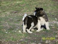 For sale American Akitas - Akita (255)