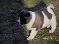 For sale American Akitas - Akita (255)