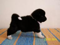 For sale American Akitas - Akita (255)