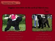 Russian Black Terrier male for sale - Russian Black Terrier (327)