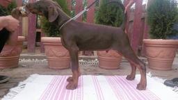 High Quality Dobermann puppies  - Dobermann (143)