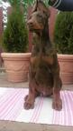 High Quality Dobermann puppies  - Dobermann (143)