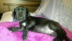 Great Dane blue and black with a pedigree kennel in Slovakia - Great Dane (235)