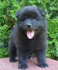 Grossspitz - Giant German Spitz puppies for sale - German Spitz (097)