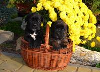 Cane Corso puppies black, brindle and blue - Italian Corso Dog (343) Cane Corso puppies black, brindle and blue - Italian Corso Dog (343)