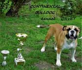 Continental Bulldog FCI - Continental bulldog