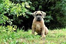 Formentino pupies Cane Corso with FCI pedigree - Italian Corso Dog (343) Formentino pupies Cane Corso with FCI pedigree - Italian Corso Dog (343)