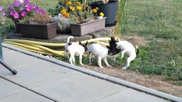 Toy Fox Terriers - PP FCI registered - Fox Terrier Smooth (012)