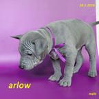 Thai ridgeback dog – blue puppies  with FCI pedigree. - Thai Ridgeback Dog (338)