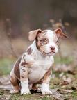 American bully puppies  - Billy (025)