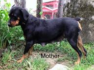 Rottweiler Puppies - Rottweiler (147) Rottweiler Puppies - Rottweiler (147)