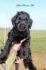 Briard - black puppies - Briard (113)