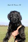 Briard - black puppies - Briard (113)