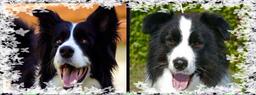 Border collie puppies for sale - Border Collie (297)