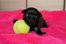 Staffordshire bullterrier puppies for sale - Staffordshire Bull Terrier (076)