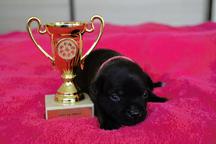 Staffordshire bullterrier puppies for sale - Staffordshire Bull Terrier (076)