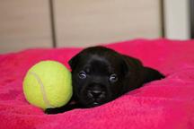 Staffordshire bullterrier puppies for sale - Staffordshire Bull Terrier (076)