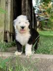 Bobtail puppies - Bobtail - Old English Sheepdog (016)