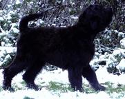 Black Russian Terrier Puppies - Russian Black Terrier (327)