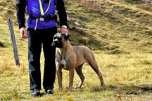 Formentino pupies Cane Corso with pedigree - Italian Corso Dog (343)